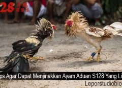 Tips Agar Dapat Menjinakkan Ayam Aduan S128 Yang Liar