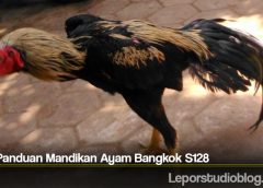 Tips Panduan Mandikan Ayam Bangkok S128